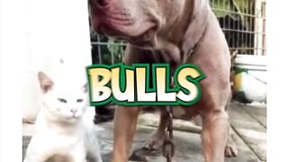 Watch as this adorable feline, raised by Pit Bulls, exhibits some truly canine behavior!