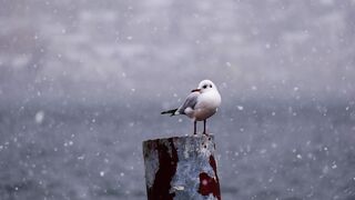 mouette, oiseau, neige