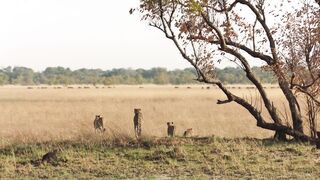 Cheetah Takes on Dangerously Large Prey