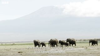 How To Raise A Baby Elephant