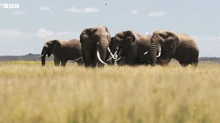 Elephant Twins Escape Battling Bulls