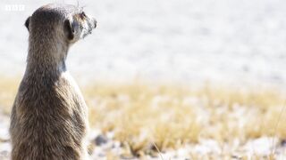 Meerkat Pups Get Left Behind