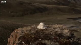 Predators Feast on ﻿Lemmings ﻿| White Falcon, White Wolf