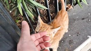 The Little Street Cat is very hungry.