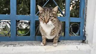 The weather is cold and the street cats are very hungry