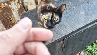 The poor homeless calico cat is very hungry.