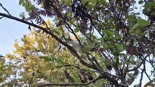 Cute Street Cat going for a walk by climbing trees.