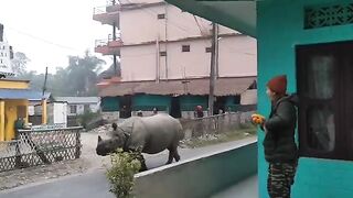 rhino-attack-on-the-street.