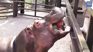 Hippos Devour Whole Watermelons in One Bite.