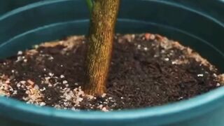 See how to graft trees