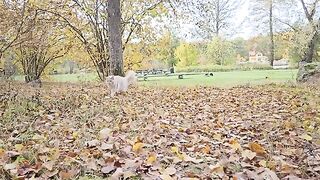 Buster’s Adventure In the Orange Leaf Forest!