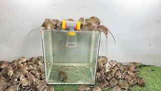 best mouse trap from plastic tube and cup / Instructions on how to make a safe mouse trap