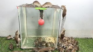 Safe and effective mouse trap / Best mouse trap ideas / Safe mouse trap made from plastic balls