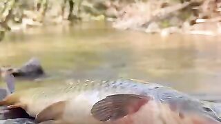 Cooking wrapped fish in mud