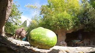 hungry-rhino-squishes-and-eats-giant-watermelon.