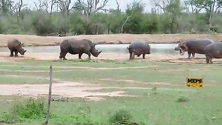 rhino-vs-hippo.