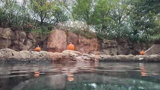 hippo-pumpkin-fun-cincinnati-zoo.