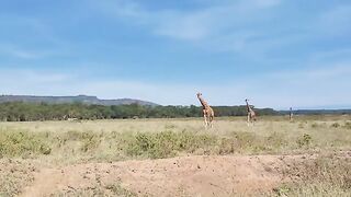 Rothschild Giraffe crossing the road.