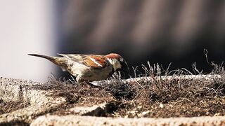 Beautiful Sparrow video