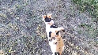 Pregnant stray cat eats food. This street cat is very cute.