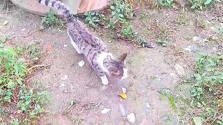 The female cat chases away the male cat. The female cat is pregnant.