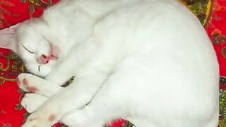 The white cat has different colored eyes. The cute white cat is sleeping very sweetly.