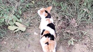 Cute street cat Cleans its face after eating.