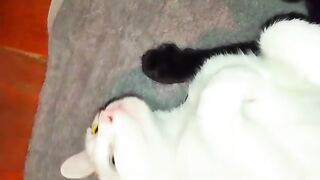 Black and white female cats are very friendly. Cute house cats