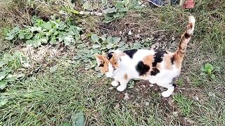 I gave chicken meat to a Cute street Cat (Homeless cats)