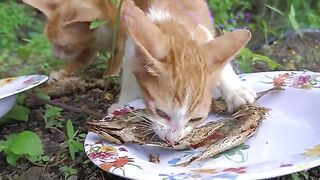 How happy homeless kittens are when they get food!