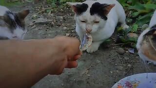 When love comes while feeding hungry stray cats