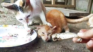 Growing tension: hungry stray cats and a change of scenery