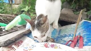 The Food Guardian: See how stray cats protect their food!