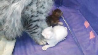 Mom Cat Gets Upset When Her Kittens Cry For Unknown Reasons