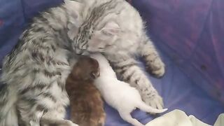 Newborn Kittens Are Getting Enough Chance To Have Mother Feeding Mom Cat Forgetting Her Lost Kittens