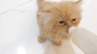 Hungry Kitten Loving Her Bottle Full Of Soup She Is So Adorable To Watch