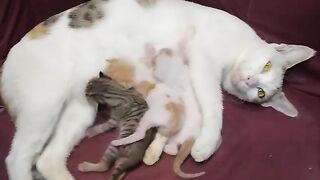 Newborn Hungry Kittens Dancing While Drinking Milk