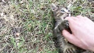 Incredibly cute Kitten who loves to play games.