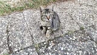 Hundreds of cute Cats and Kittens live in this park in Istanbul.