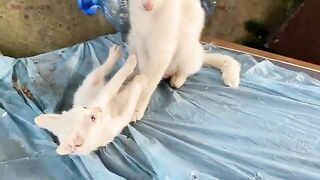 Cute Kitten playing with his mother. Mother Cat loves her kitten very much.