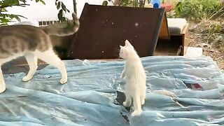 Incredibly beautiful white Kitten and Mother Cat living on the street.