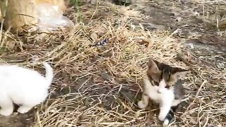 Incredibly beautiful little Kittens and Mother Cat living on the street.