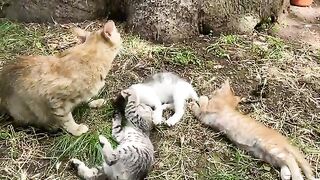 Cute Mother Cat licking her kittens. Kittens are incredibly cute.