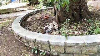 Cute Kittens living on a tree in the park. These Kittens are so beautiful