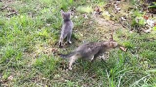 Incredibly beautiful Kittens living in the park. These Kittens are playing.