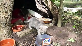 Cute Mother Cat and Kittens living in the tree. Kittens are so beautiful.