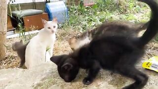 Incredibly beautiful little Kittens living on the street. Mother Cat Protects Her Kittens.