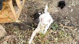 Cute Mother Cat breastfeeding her kittens. Kittens are incredibly beautiful.