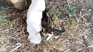 Cute Mother Cat breastfeeding her kittens. Kittens are so beautiful and small.