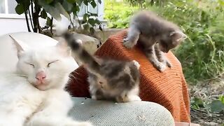 Cute Kittens playing. These Kittens make funny moves.